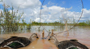 Top 8 způsobů, jak chytit divoké kachny, jak vyrobit past vlastníma rukama
